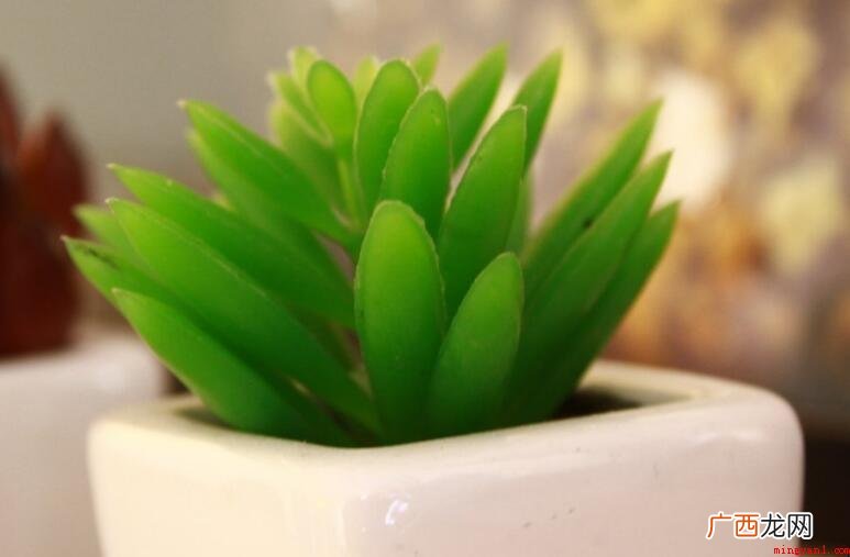 被子植物与裸子的区别是什么 被子植物与裸子植物的区别是什么