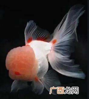为什么金鱼会把自己撑死,金鱼怎么莫名其妙地死去?