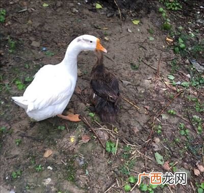 鸳鸯蛋跟鸭蛋什么区别,鸳鸯鸭蛋多少天能孵化?