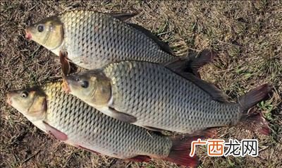 哪些鱼类属于淡水鱼,淡水鱼是什么鱼？