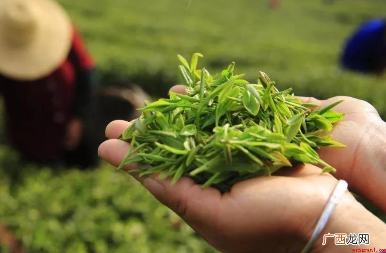 庐山产什么茶_江西庐山种茶 庐山产什么茶
