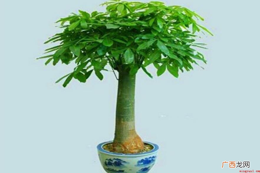 发财树喜欢阳光吗