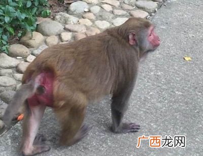 猴子的屁股为什么是红色的呢,怎么形容猴子屁股红来比喻人做事呢？