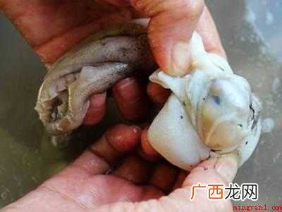章鱼怎么清洗处理