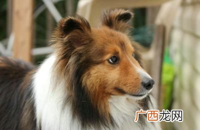 狗狗拉血是什么原因,狗便血是怎么回事？
