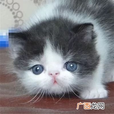 狗砂和猫砂有什么区别,如何教狗狗用猫砂？