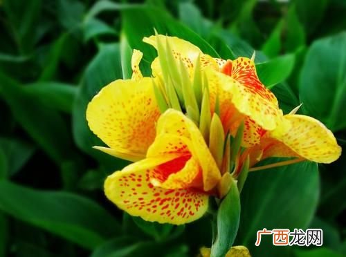 美人蕉的花语是什么,小花仙里所有花的名字和花语分别是什么？