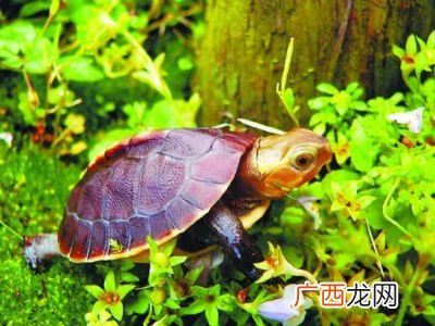养龟的方法如何养乌龟,旱龟最好的饲养方法是怎样的?