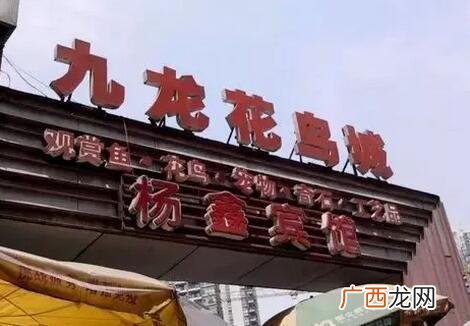 杨家坪属于重庆哪个区,重庆杨家坪街道的管辖范围？