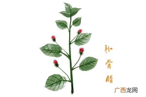 补骨脂的功效