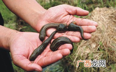 蚂蝗是什么蚂蝗的介绍,水蛭容易养殖吗？水蛭和蚂蝗有区别没？市场前景好吗？