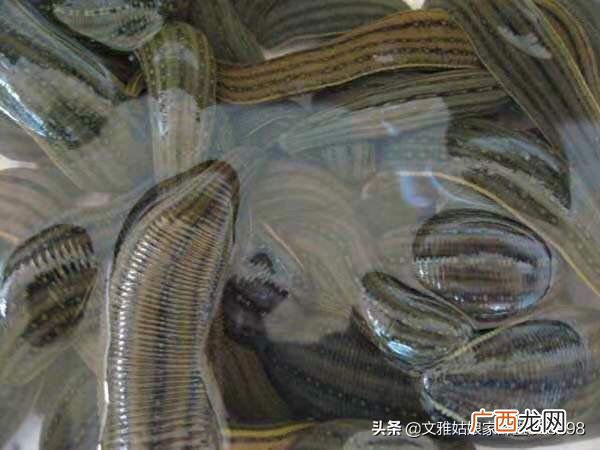 蚂蝗是什么蚂蝗的介绍,水蛭容易养殖吗？水蛭和蚂蝗有区别没？市场前景好吗？