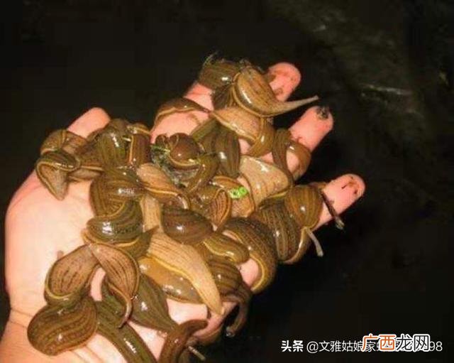 蚂蝗是什么蚂蝗的介绍,水蛭容易养殖吗？水蛭和蚂蝗有区别没？市场前景好吗？