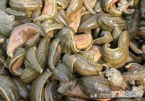 蚂蝗是什么蚂蝗的介绍,水蛭容易养殖吗？水蛭和蚂蝗有区别没？市场前景好吗？