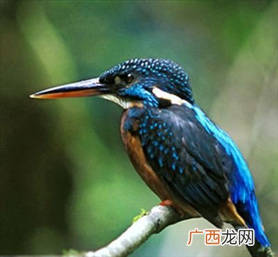 翠鸟长什么样,翠鸟的生活环境有哪些地方？