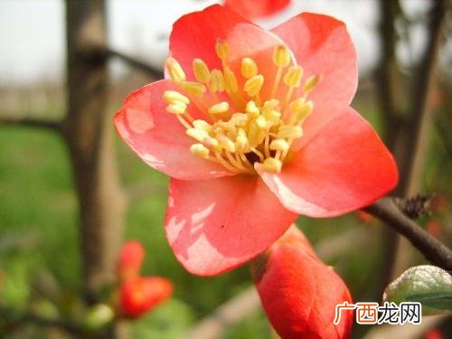 海棠寓意代表什么意思,“海棠依旧”是什么意思？
