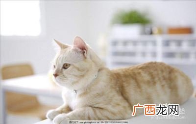 猫瘟怎么办,小猫得猫瘟死在家里要怎么消毒？