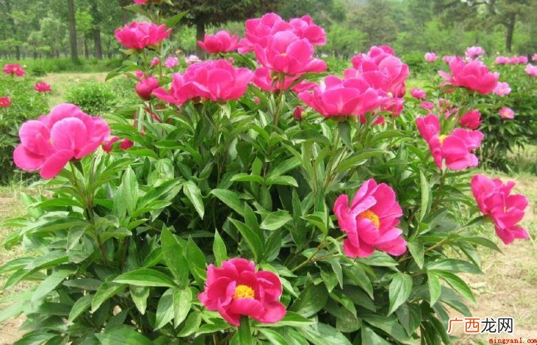 牡丹和芍药有什么区别? 牡丹和芍药有什么区别