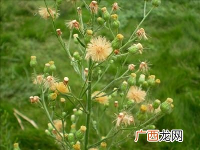 小蓬草和小飞蓬的区别,小蓬草是单叶还是复叶？