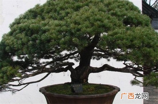 迎客松寓意和象征,农村小院照壁迎客松寓意？