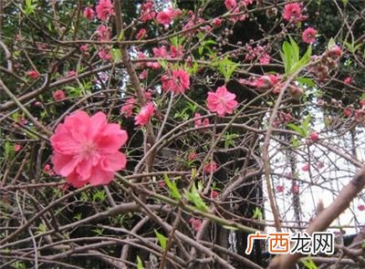 三月里开的花有哪些,梅花，兰花，荷花，石榴花，蔷薇花，桃花，腊梅花，各是几月开？