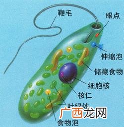 原生生物有哪些,原生物种是什么？