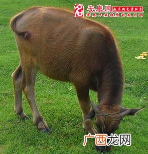 梦到黑驴了什么预兆,母驴分娩表现?