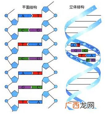 组成DNA的基本单位四种,dna的名称和基本单位？