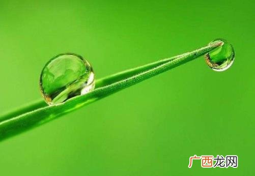 露珠像什么比喻句,早晨的露珠好晶莹好像？