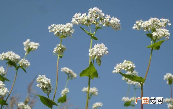 鬼怪中的荠麦花的花语是什么,孤单又灿烂的神，鬼怪女主角太丑了？