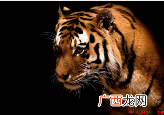 老虎头上的“王”字给人一种王者风范 蚂蚁庄园老虎头上是不是都有王字