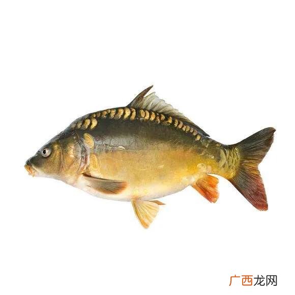 三道鳞属于什么鱼,三片鳞是什么鱼？