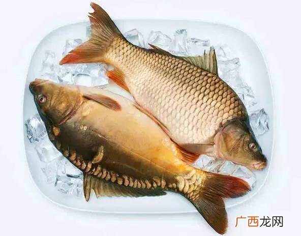 三道鳞属于什么鱼,三片鳞是什么鱼？