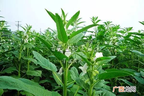 芝麻叶怎么吃,芝麻叶烧成灰用途？