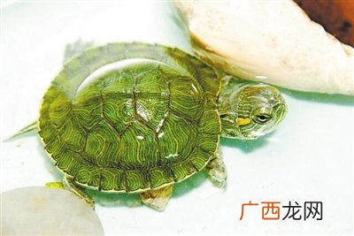如何饲养乌龟,龟的养殖方法和技术?