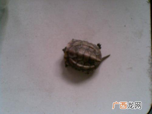 金线龟和金钱龟的区别,金线龟和石龟区别？