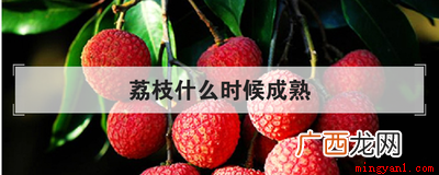 荔枝的成熟时间 荔枝什么时候成熟