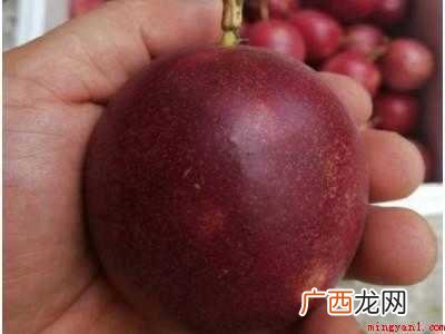 百香果是怎么吃的具体操作步骤 百香果是怎么吃的