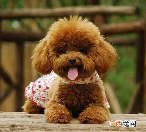 狗狗为什么老是拉虫子,请教大家狗狗拉血拉虫子怎么回事？