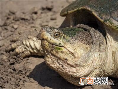 北美小鳄龟的饲养,北美鳄龟怎么养才凶？
