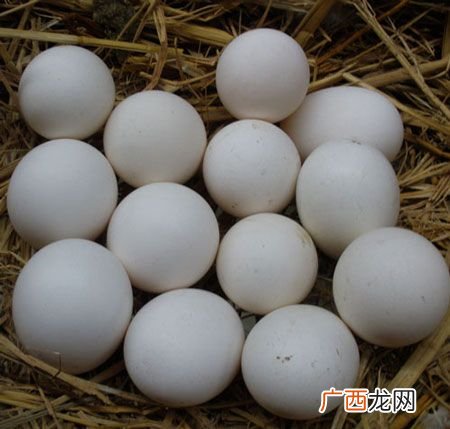 海鸭蛋怎么做好吃,海鸭蛋是腌制食品吗？