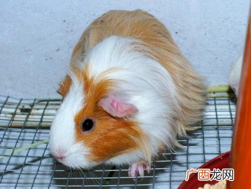 荷兰猪什么草都可以吃吗,荷兰猪一直吃草，能憋死么？