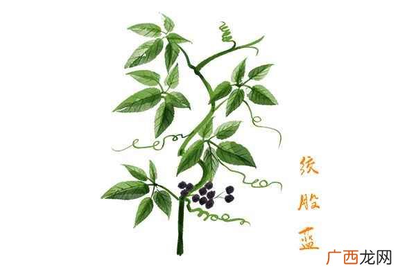 绞股蓝泡水喝的功效