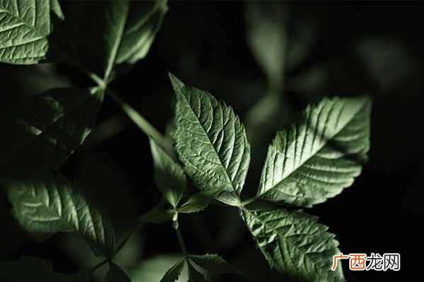 绞股蓝泡水喝的功效
