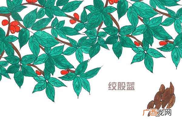 绞股蓝泡水喝的功效