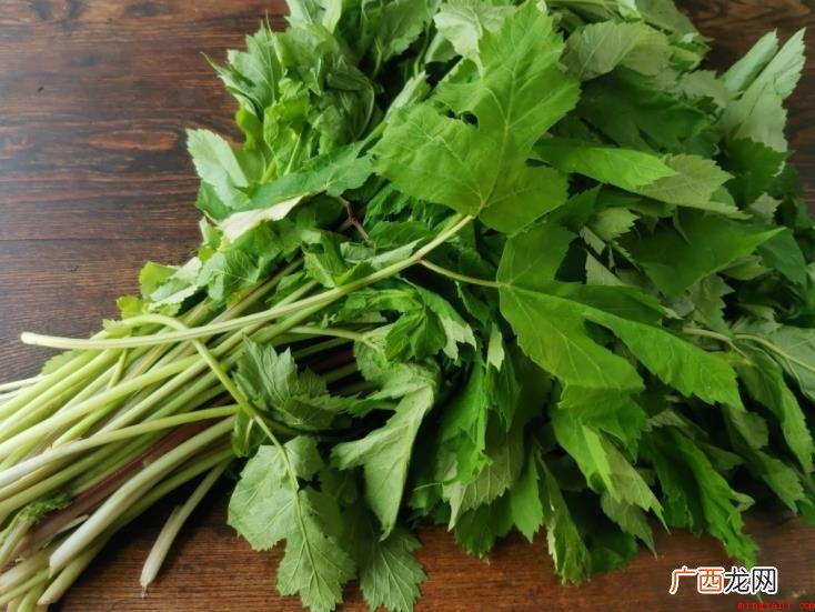 山野菜物种分类有什么? 山野菜物种分类有哪些