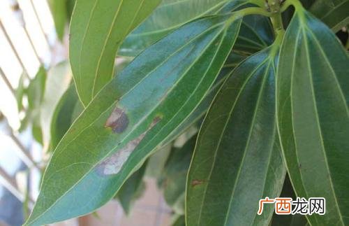 平安树几年开花,平安树开花了咋回事？