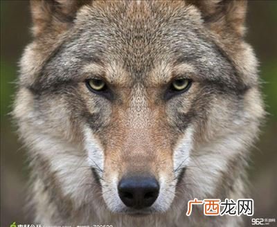 所有狼品种有哪些,狼犬都有什么品种？
