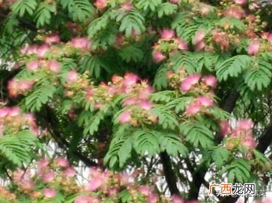 榕树花和合欢花的区别,哪种大叶榕树会开条形花？