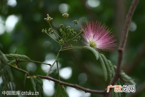 榕树花和合欢花的区别,哪种大叶榕树会开条形花？